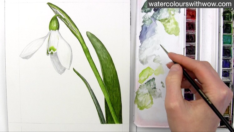 How to paint a realistic white snowdrop flower in watercolor by Anna Mason