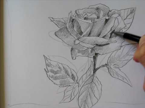 Draw A Rose II