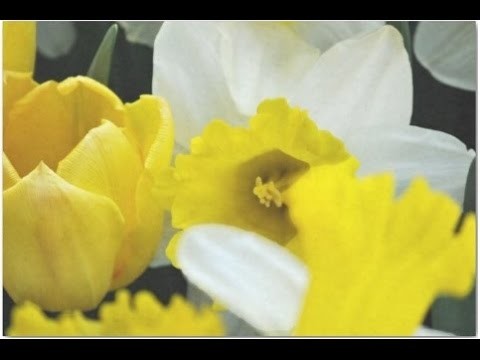 Crepe paper DIY - Beautiful flowers making with paper Narcissus