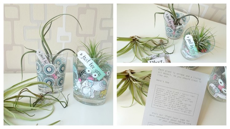 DIY Airplant Gift Set With Phyt