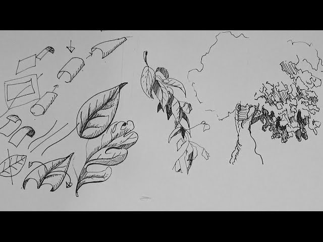 Pen and Ink Drawing Tutorials | How to draw a leaf and leaves