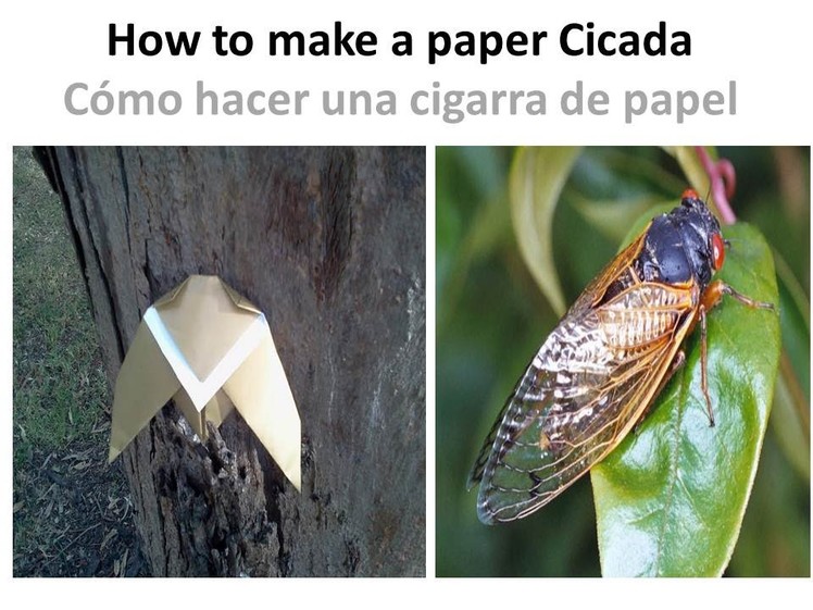 Origami Cicada - Cigarra de papel