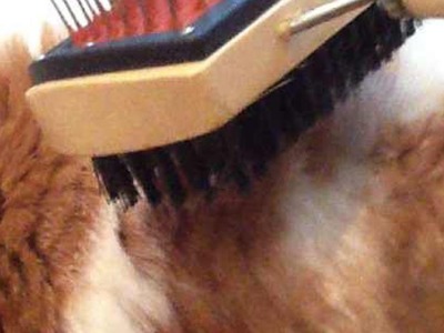 Brush Your Cat - DIY Home - Guidecentral