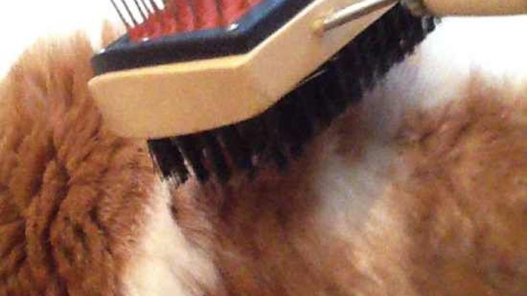 Brush Your Cat - DIY Home - Guidecentral