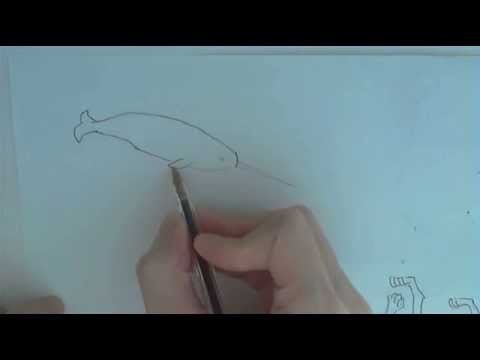How to draw a narwhal (simple drawing)