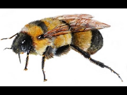 Painting a Bumble Bee with Acrylics Speed Paint. Tutorial