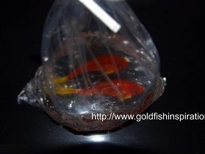 3D Goldfish Paint in a Plastic Bag Tutorial