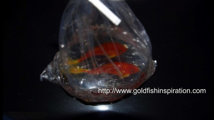 3D Goldfish Paint in a Plastic Bag Tutorial