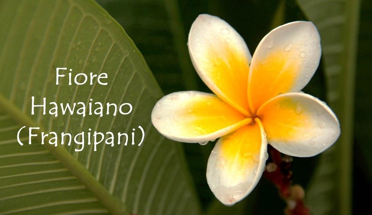 Tutorial: fiore Hawaiano (Frangipani)