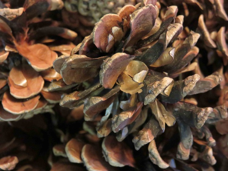 Tutorial How to Sterilize Pine Cones for Crafting