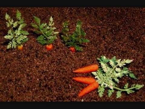 Belara Beach Miniature Vegetable Gardens