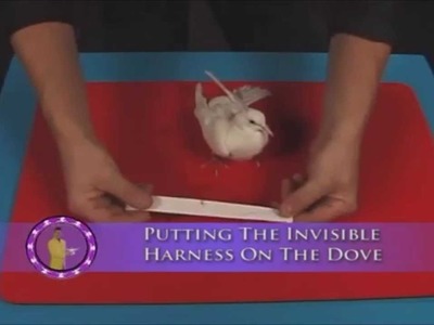 Como poner un arnes invisible a una paloma.How to put an invisible dove harness to a dove