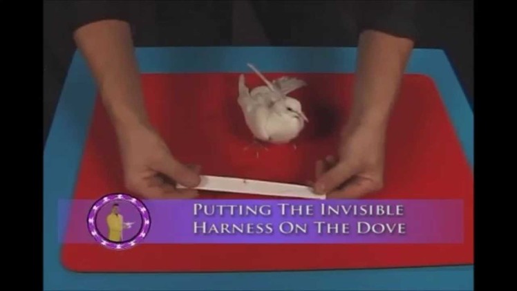 Como poner un arnes invisible a una paloma.How to put an invisible dove harness to a dove
