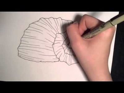 How to Draw 2 Different Seashells!!!