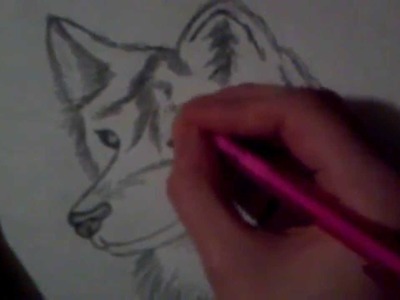 How to draw a Wolf Step by Step!