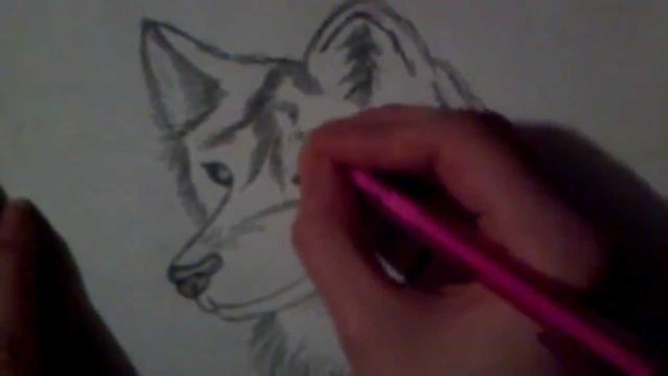 How to draw a Wolf Step by Step!