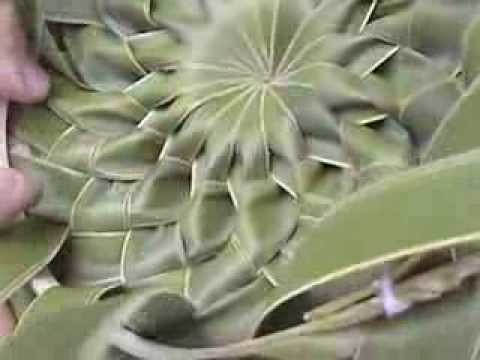 Paul Munet climbing a Coconut tree in Hawaii and weaving in Thailand part 4