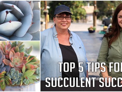 Top 5 Tips for Succulent Success