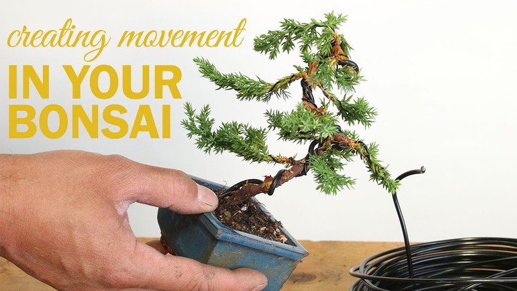 How to Create a Bonsai with Movement : Wiring a bonsai tree trunk