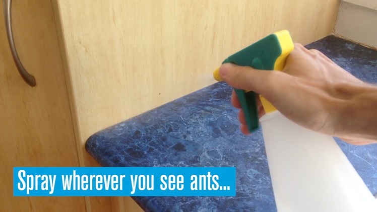 How To Deter Ants With Eco-Friendly Spray