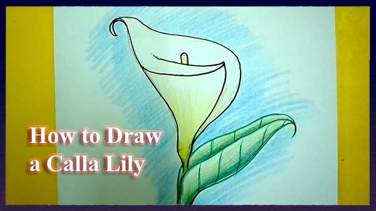 How to Draw a Calla Lily Step by Step