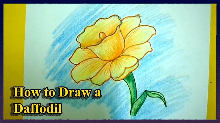 How to Draw a Daffodils Step by Step