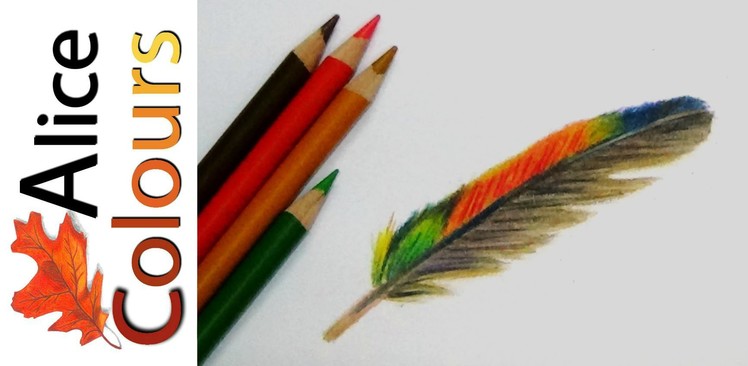 How to draw a feather in colored pencils