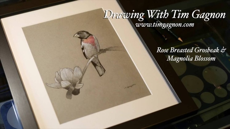 How To Draw A Grosbeak and Magnolia Flower Blossom Full Drawing Lesson by Tim Gagnon