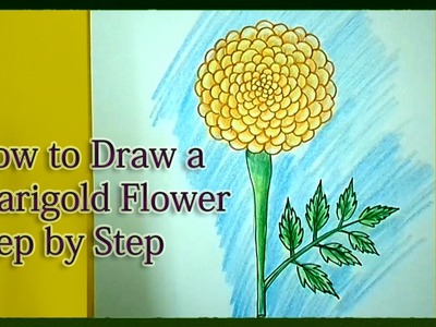 How to Draw a Marigold Step by Step