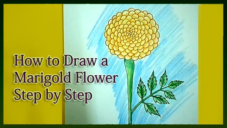 How to Draw a Marigold Step by Step