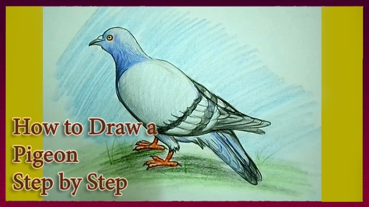 How to Draw a Pigeon Step by Step