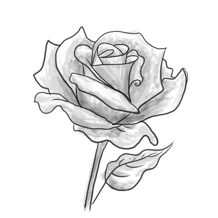 How to Draw a Rose Flower How to Shade a Rose Flower