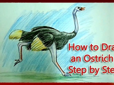 How to Draw an Ostrich Step by Step