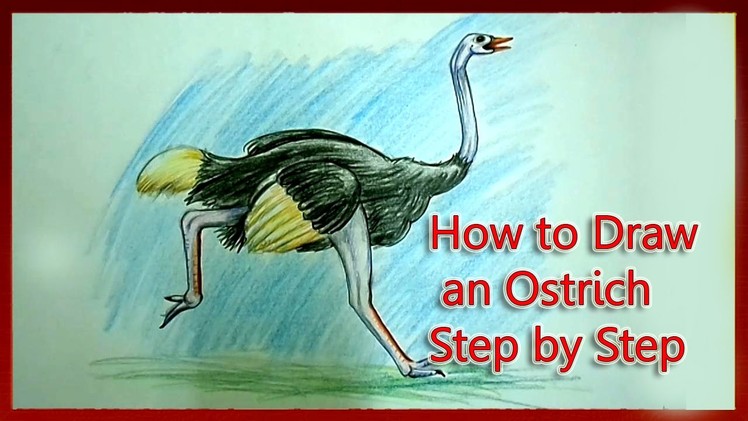 How to Draw an Ostrich Step by Step