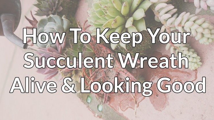 How To Keep Your Beautiful Succulent Wreath Alive & Looking Good
