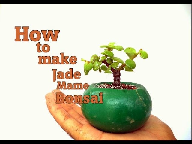 How to make jade Mame Bonsai
