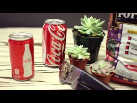 DIY Coke can succulent planter