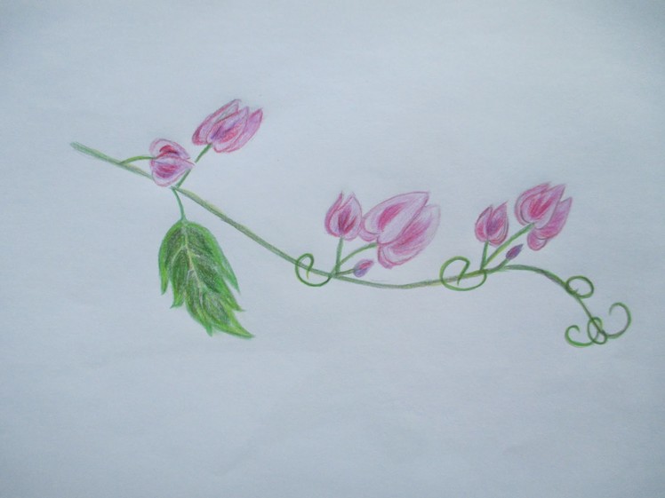 How To Draw Tigon Flowers | For Beginners