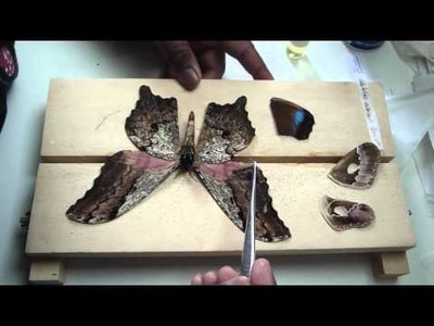 How to Make Major Repairs - Moths