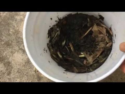 COMFREY COMPOST TEA – HOW TO MAKE CONCENTRATE – PART 2  (OAG 2015)