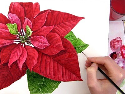 How to paint a realistic Poinsettia for your Christmas card in watercolour