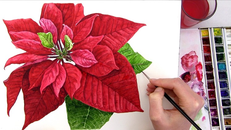 How to paint a realistic Poinsettia for your Christmas card in watercolour