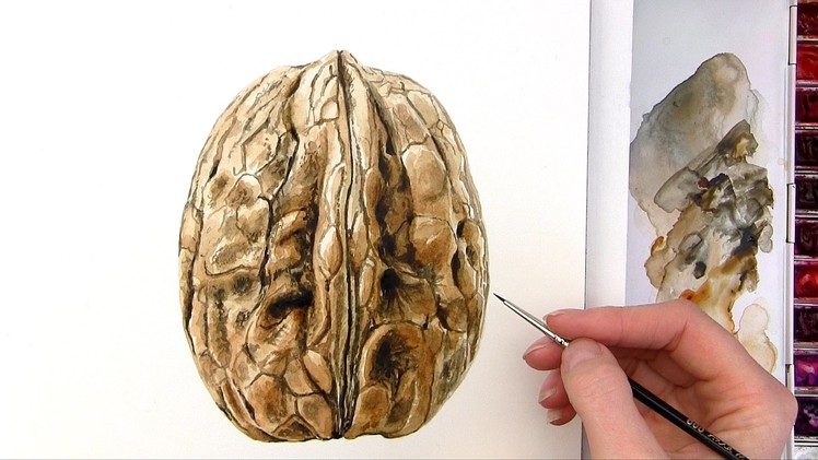 How to paint a realistic walnut in watercolor