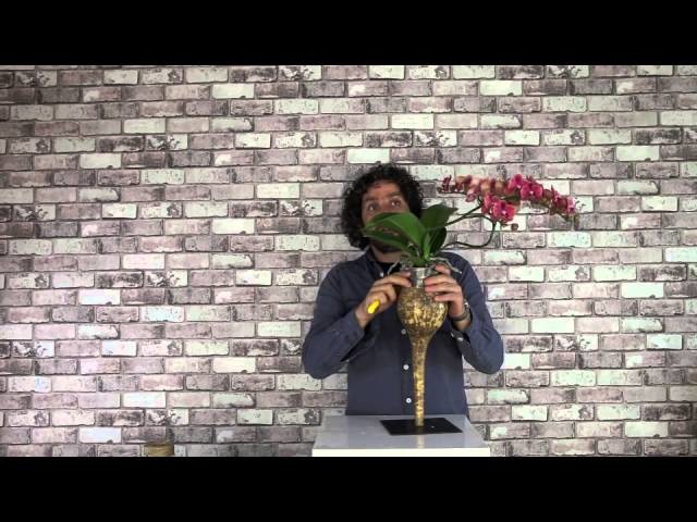 Orchid plant design | Flower Factor How To | Plant arrangement