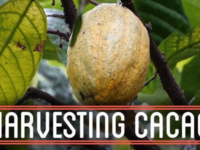 Harvesting Cacao | How to Make Everything: Chocolate Bar