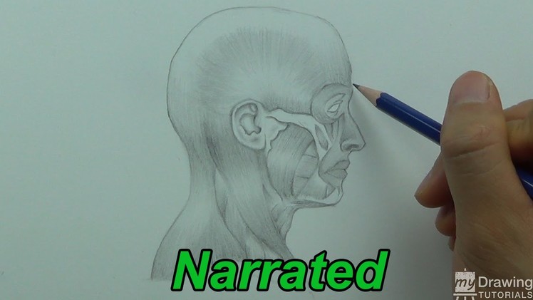 How To Draw The Human Head - Anatomy Drawing (Narrated)
