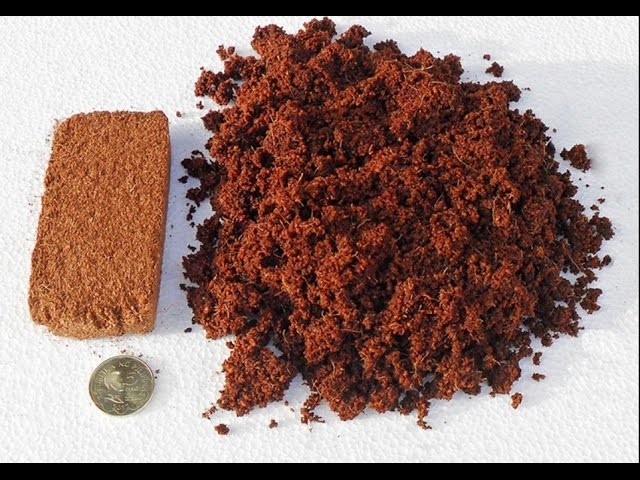 How To Use Coco Peat | How To Make Bonsai Soil (Urdu.Hindi)