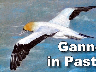 How to paint birds in pastel - gannet time lapse drawing