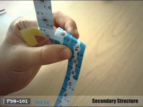 Building the Paper Model of Insulin