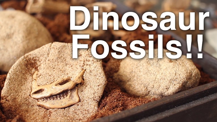 DIY Crack Open Dinosaur Fossils!!